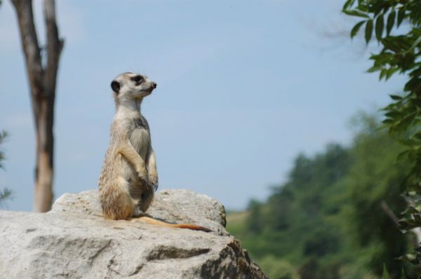Zvířátka v pražské zoo budou slavit. 