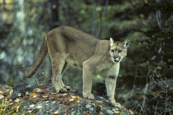 Pravda, nebo mystifikace? Na Slovensku se prý toulá puma (ilustrační foto).