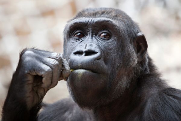 Gorila Moja z pražské zoo.