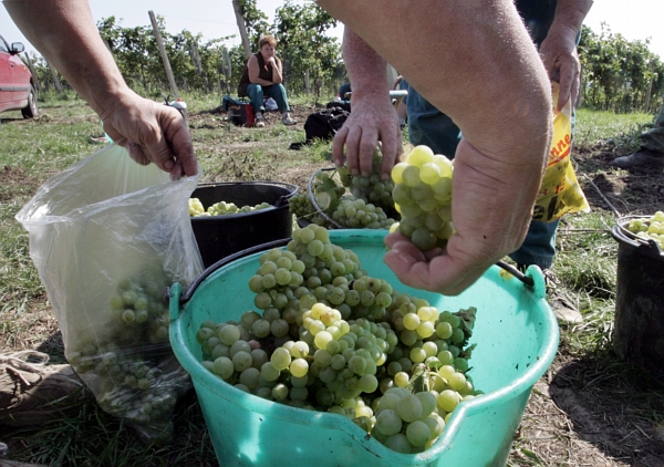 Vinobraní (ilustrační foto).