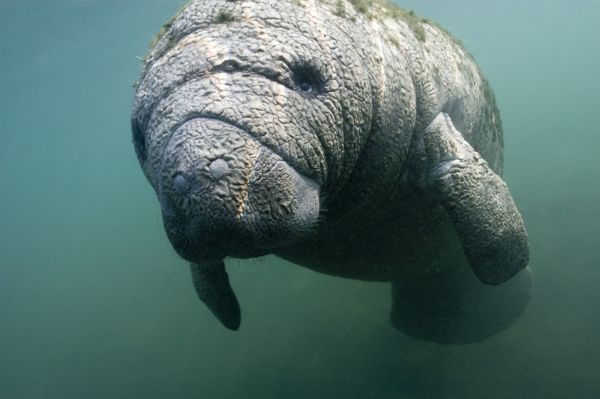 I toto zvířátko by se v pražské zoo mohlo objevit. I toto zvířátko by se v pražské zoo mohlo objevit.