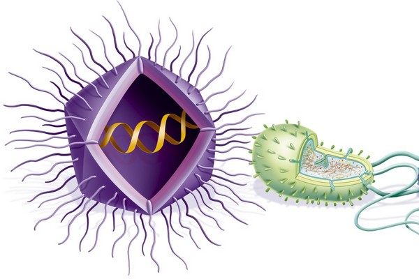 Srovnání obřího viru s bakterií Escherichia coli, do níž se jinak vejdou stovky obyčejných virů.