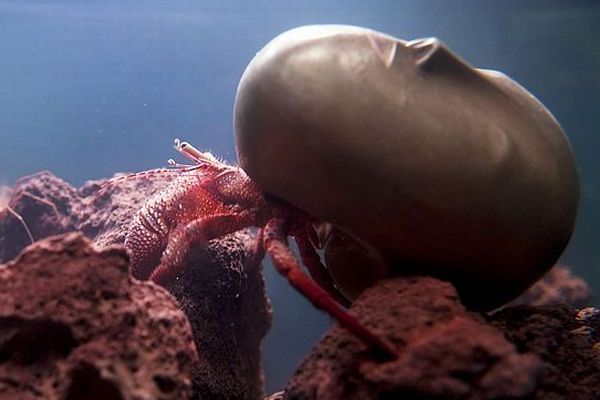 Pierre Huyghe: Recollection. Mořský krab a jeho umělecký příbytek.