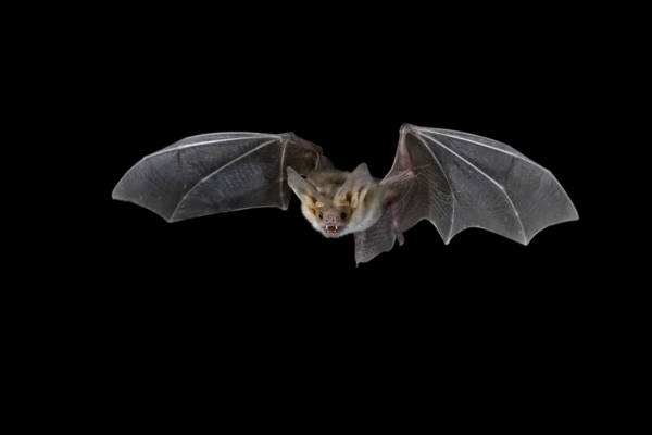 Netopýři často přebývají v panelových domech (ilustrační foto). Netopýři často přebývají v panelových domech (ilustrační foto).