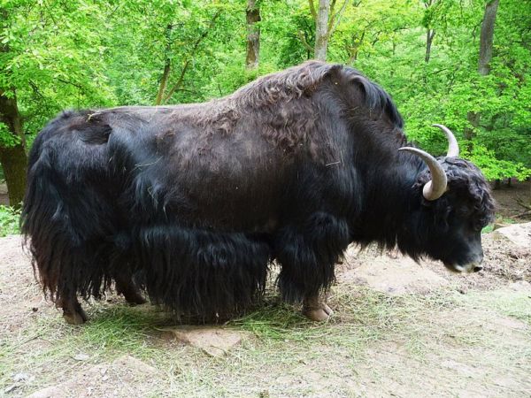 Jak divoký, jehož maso je v Tibetu považováno za lahůdku. 
