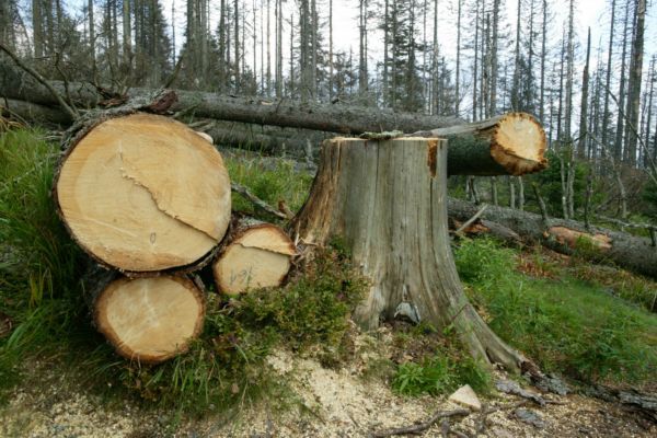 Stále není jasno, kdo bude deset let těžit na pozemcích státu. Stále není jasno, kdo bude deset let těžit na pozemcích státu.