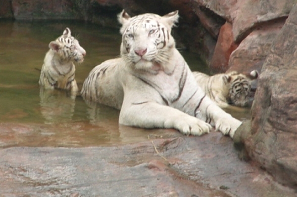 Bílí tygři jsou jedním ze symbolů liberecké zoo (ilustrační foto).