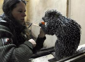 Na návštěvníky se těší i zoologické zahrady. V Plzni mají nové lákadlo - malé jihoamerické stromové dikobrazy kuandu.