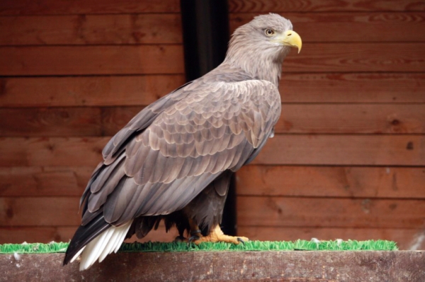 V liberecké zoo se na chov dravců specializují. V liberecké zoo se na chov dravců specializují.
