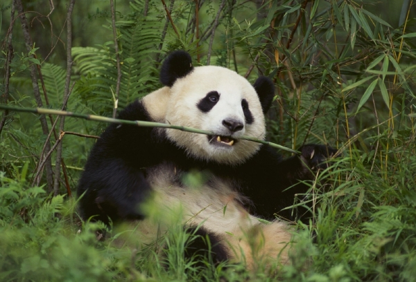 Chcete si vychutnat nejdražší čaj na světě? Bude vonět po pandím trusu.