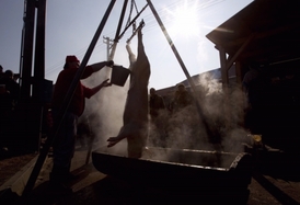 Zákazníkům opečou řezníci jitrnice a klobásy na grilu.