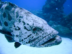Epinephelus tukula.