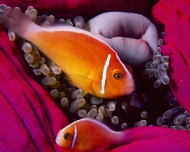 Amphiprion melanopsus.