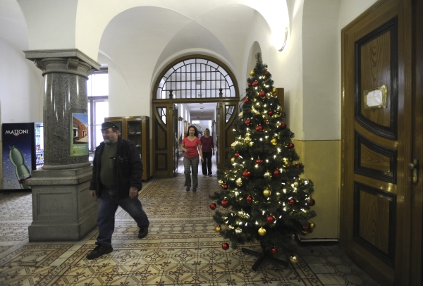 Ústecký kraj nakoupil vánoční stromky, jeden za 11 800 korun.