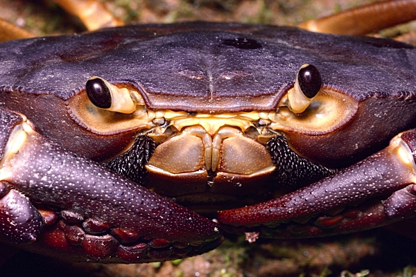 Krab si ochočil hlubokomořské bakterie (ilustrační foto).