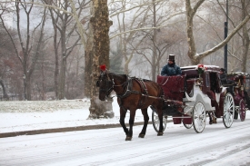 Koně a kočáry jsou tradiční součástí New Yorku, říká starosta Bloomberg. Koně a kočáry jsou tradiční součástí New Yorku, říká starosta Bloomberg.