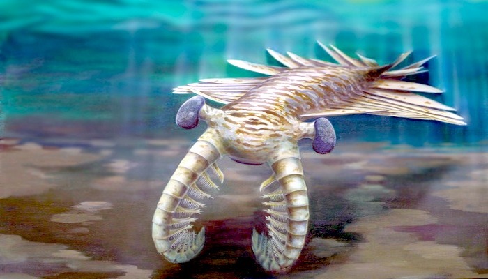 Rekonstrukce podoby predátora Anomalocaris z doby před 515 miliony lety.