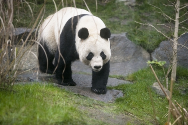 Panda Sweetie, kterou BBC zařadila do seznamu žen roku 2011.