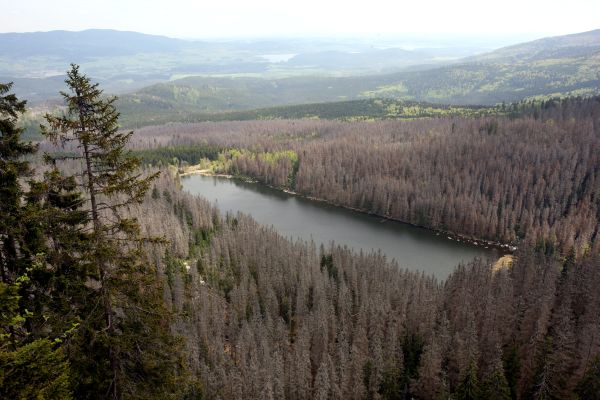Národní park Šumava.