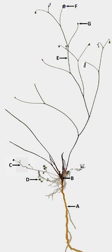 Brazilská masožravka Philcoxia minensis.