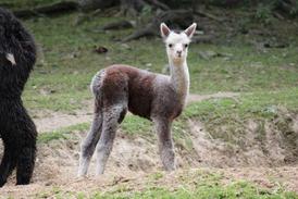 Lama alpaka.