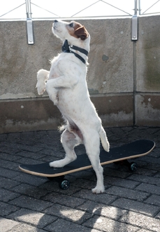 Třeba umí i jezdit na skateboardu.