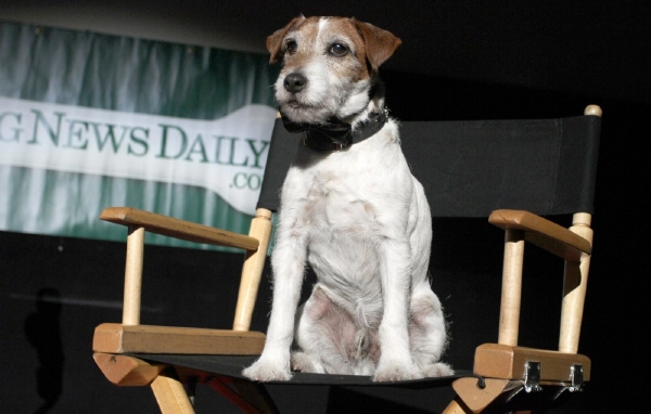 Psí herecká hvězda Uggie.