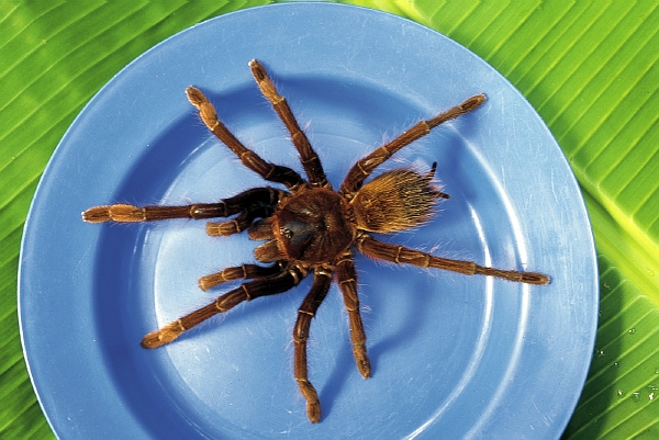 Je libo třeba tarantuli? (ilustrační foto) Je libo třeba tarantuli? (ilustrační foto)