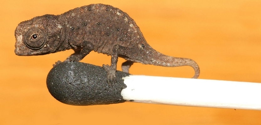 Brookesia micra patří k nejmenším obratlovcům světa.