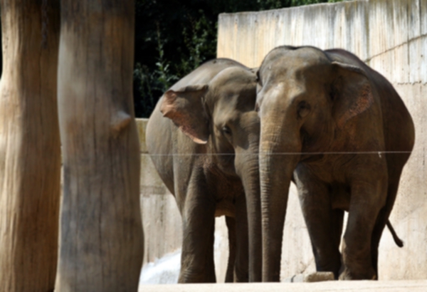 Zoo přivítá další slony indické