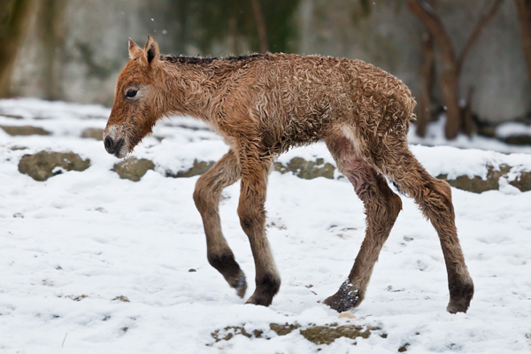 Hříbě narozené v zoo před týdnem (na snímku) nepřežilo. Hříbě narozené v zoo před týdnem (na snímku) nepřežilo.
