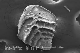 Jeden z dírkonošců, kteří nepřežili okyselení oceánů před 56 miliony lety.
