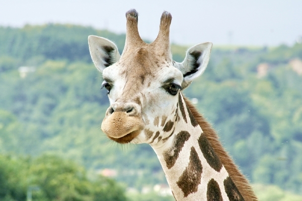 Žirafí samec prý není jediné zvíře, které v místní zoo záhadně zahynulo (ilustrační záběry). Žirafí samec prý není jediné zvíře, které v místní zoo záhadně zahynulo (ilustrační záběry).