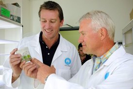 Odolnou odrůdu vyšlechtili vědci z Waitova výzkumného ústavu při univerzitě v Adelaide ve spolupráci s australskou výzkumnou organizací CSIRO.