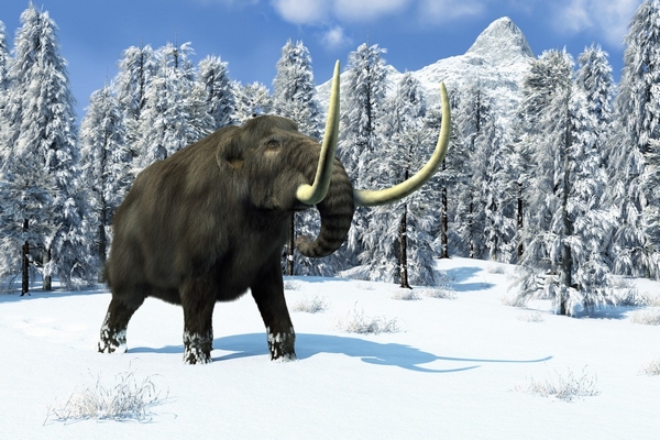 Oživit mamuta je mnohem těžší než naklonovat žijící zvířata.