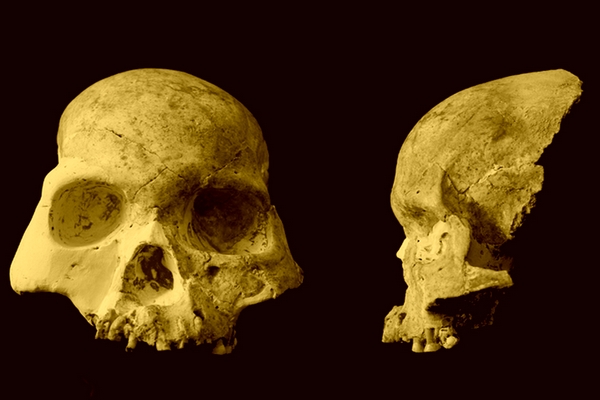 Patří lebka archaickému Homo sapiens, nebo dosud neznámému druhu člověka? Patří lebka archaickému Homo sapiens, nebo dosud neznámému druhu člověka?