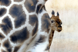 Žirafí mládě láká nyní v pražské zoo pozornost nejen dětí.
