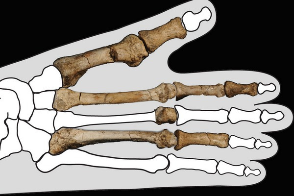 Nalezené kosti vykazují znaky, o nichž antropologové soudili, že u hominidů vymizely o milion let dříve.