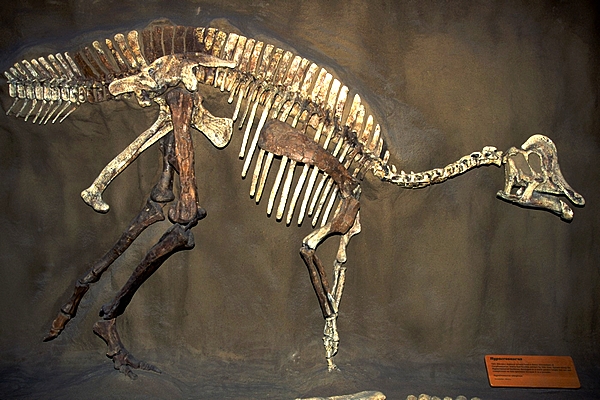 Býložravým dinosaurům se dařilo i v polárních oblastech (ilustrační foto). Býložravým dinosaurům se dařilo i v polárních oblastech (ilustrační foto).