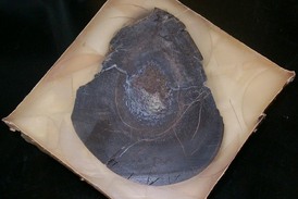 Pradávný příběh paleontologové vyčetli z příčného řezu kostí Edmontosaura.