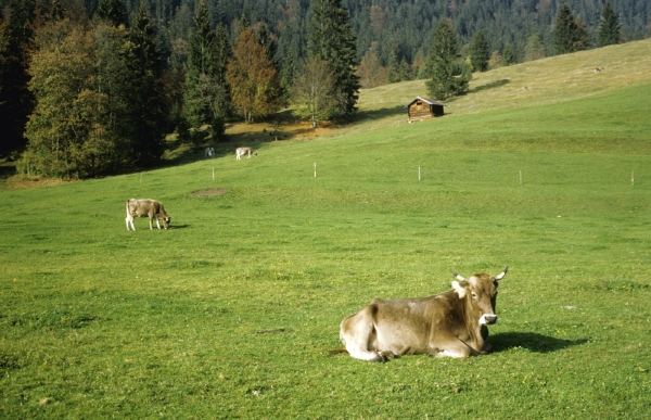 Společnost Bio Shop chce na loukách pást krávy (ilustrační foto). Společnost Bio Shop chce na loukách pást krávy (ilustrační foto).