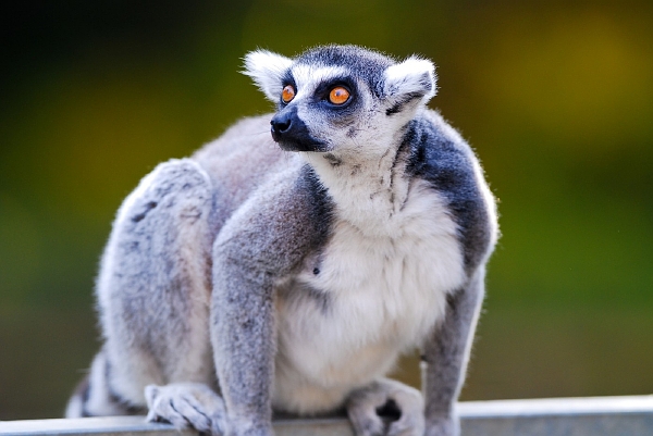 I tento lemur bude nejspíš už od května v pražské zoo k vidění za víc peněz.