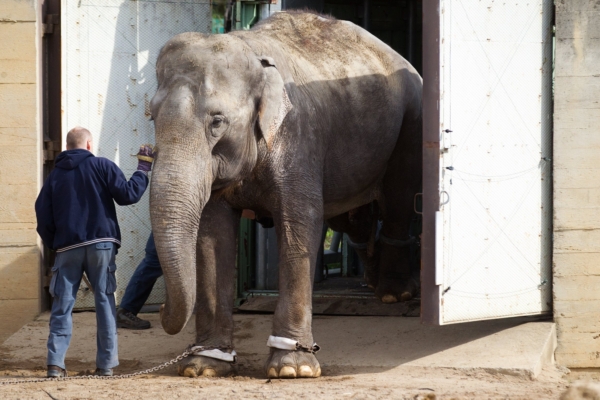 Sloni v pražské zoo se úspěšně přestěhovali do nového příbytku.