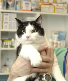 Provozovatel krematoria chce spolupracovat i s veterináři (ilustrační foto).