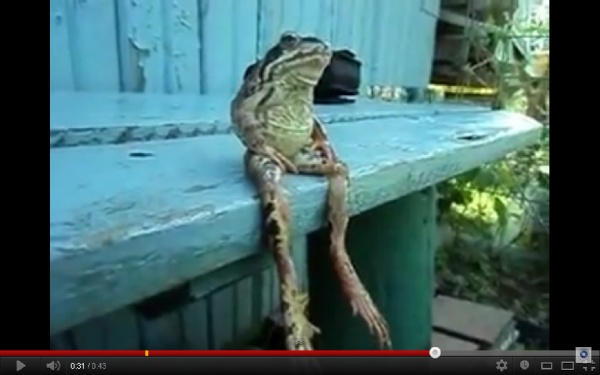 Skokan volský sedící na lavičce je hitem YouTube.