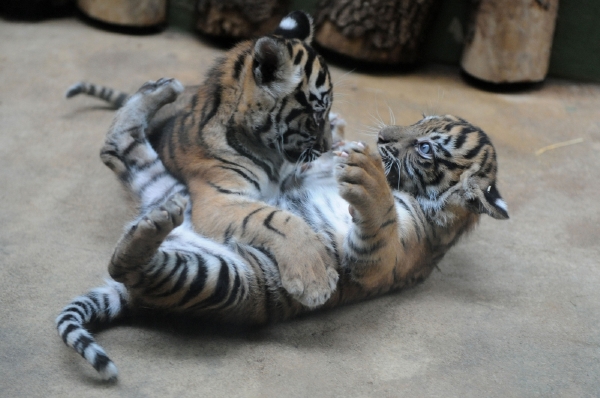 Pavilon velkých šelem v pražské zoo prošel rekonstrukcí. Pavilon velkých šelem v pražské zoo prošel rekonstrukcí.