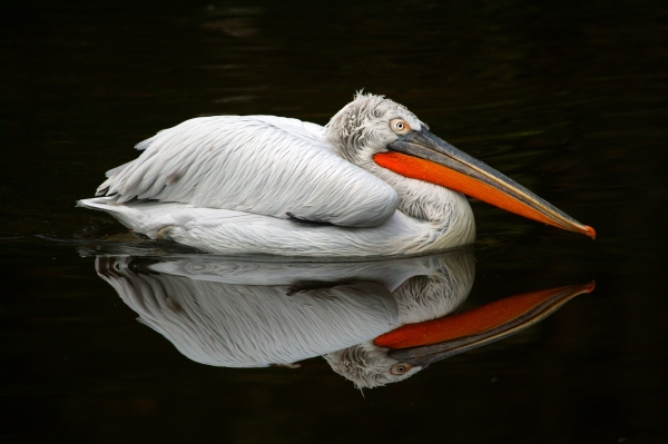 Pelikán (ilustrační foto).