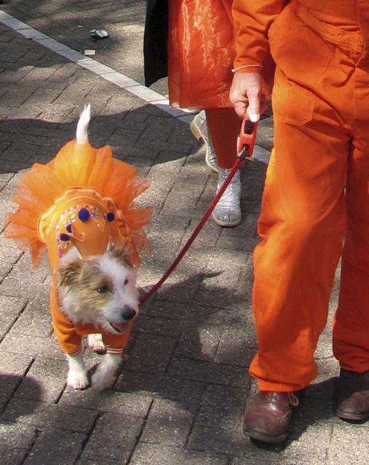 Oranžoví musejí být zkrátka všichni.