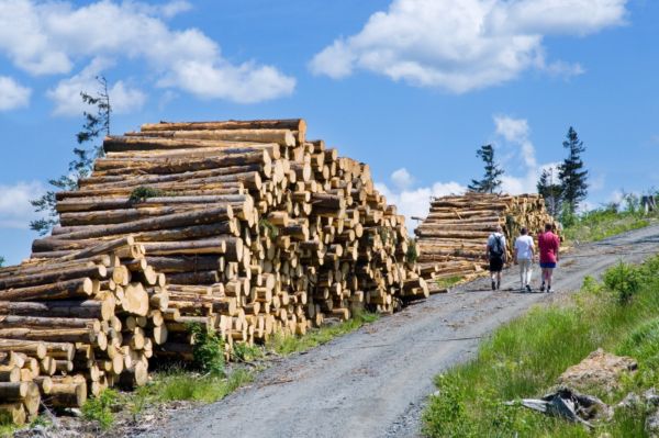 Státní podnik Lesy České republiky vytvořil v prvním čtvrtletí letošního roku hrubý zisk 2,08 miliardy korun. 