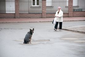 Psi by mohli obtěžovat návštěvníky červnového fotbalového mistrovství Evropy.